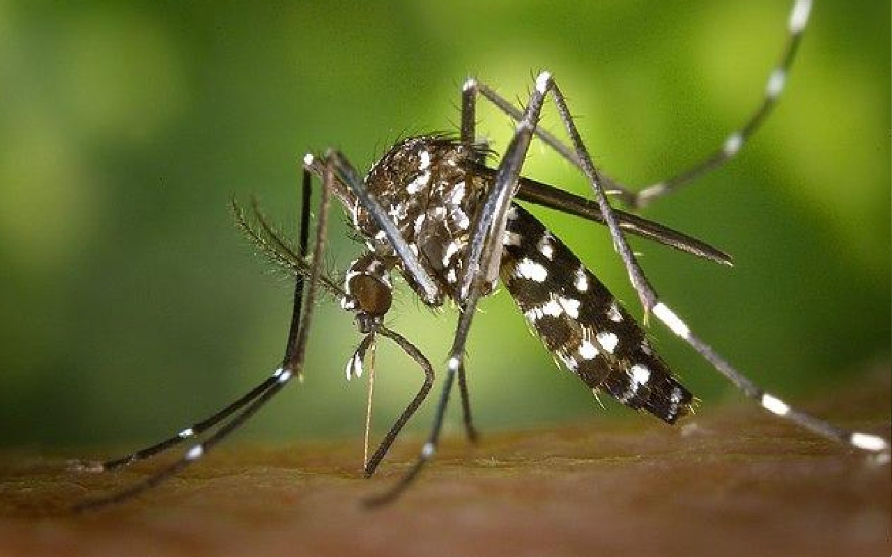 dengue