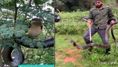 King cobra rescued