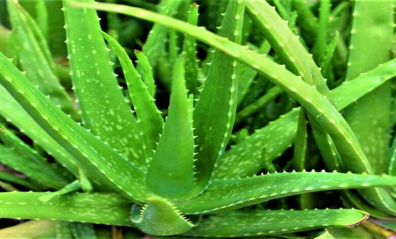 aloe vera