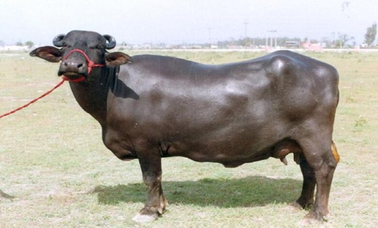 Murrah buffalo