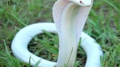 White Cobra