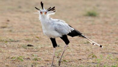 secretary bird