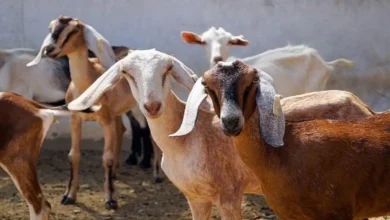 Goat Farming Tips