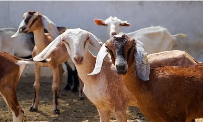 Goat Farming Tips