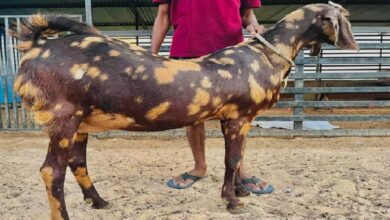 Sirohi breed goat