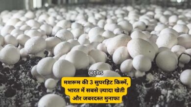 superhit varieties of mushroom