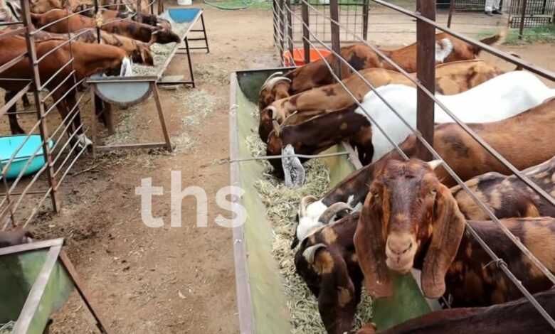 Monsoon disease in goats