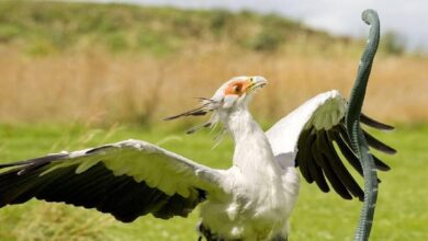 secretary bird