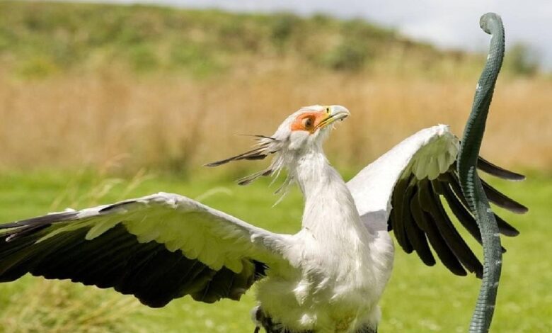 secretary bird