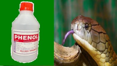 Liquid for snakes