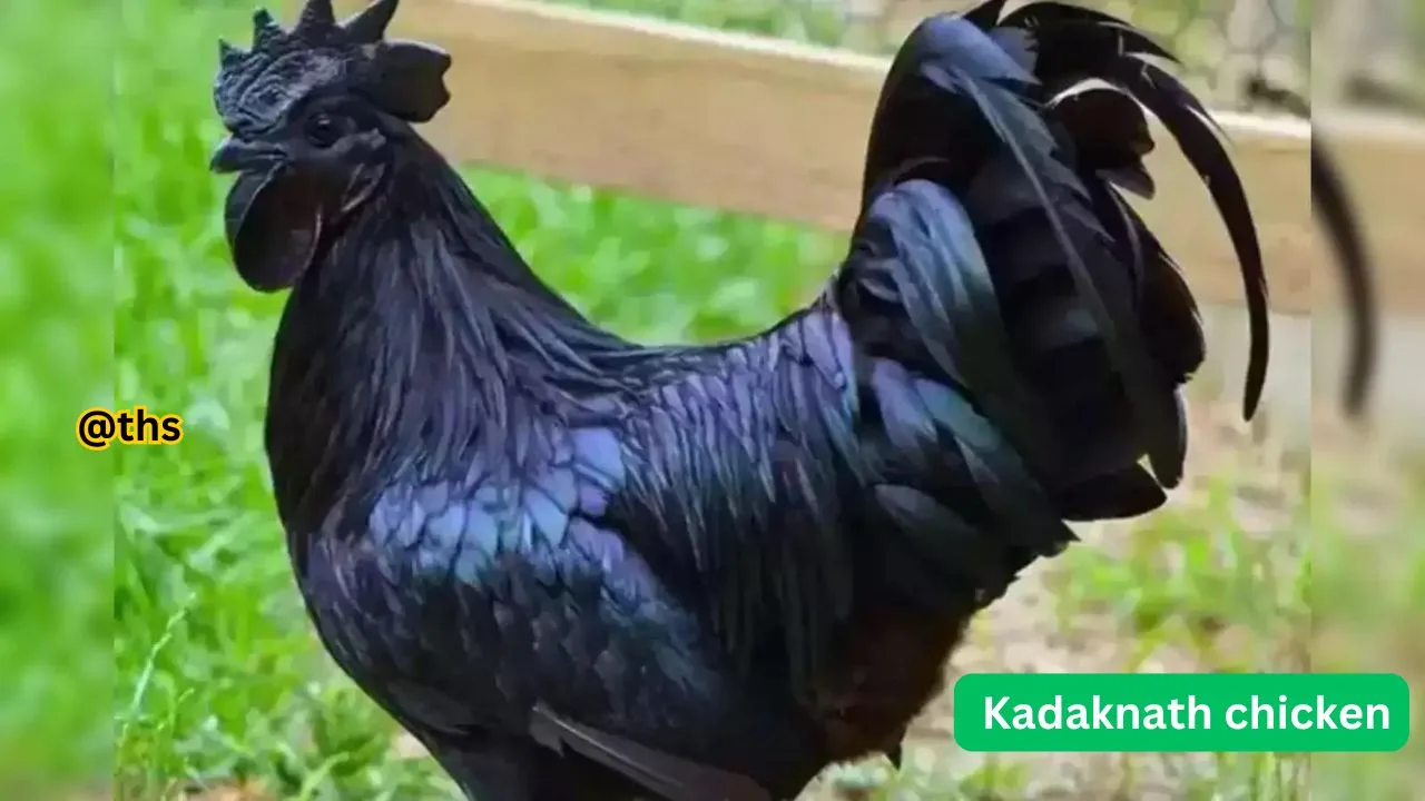 Kadaknath chicken