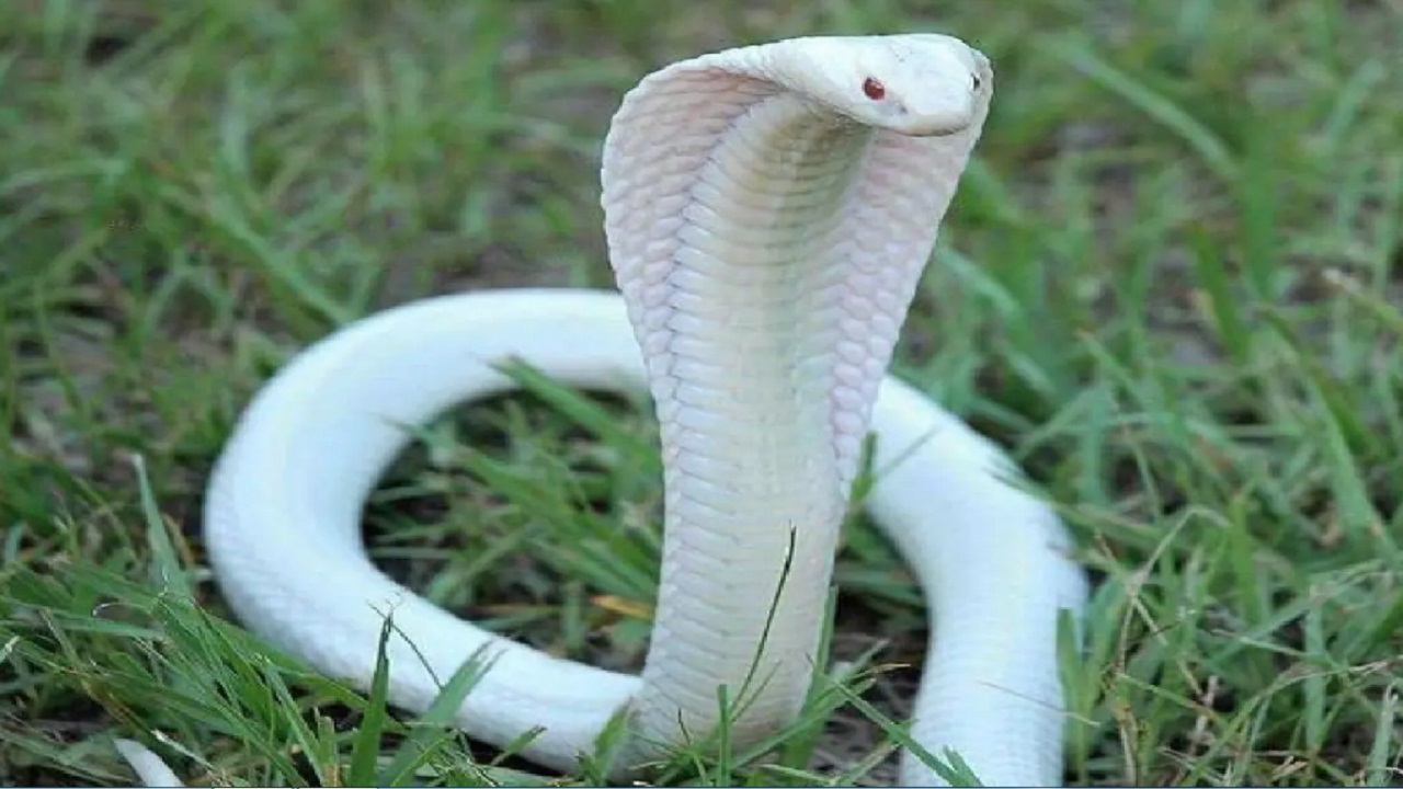 White King Cobra video