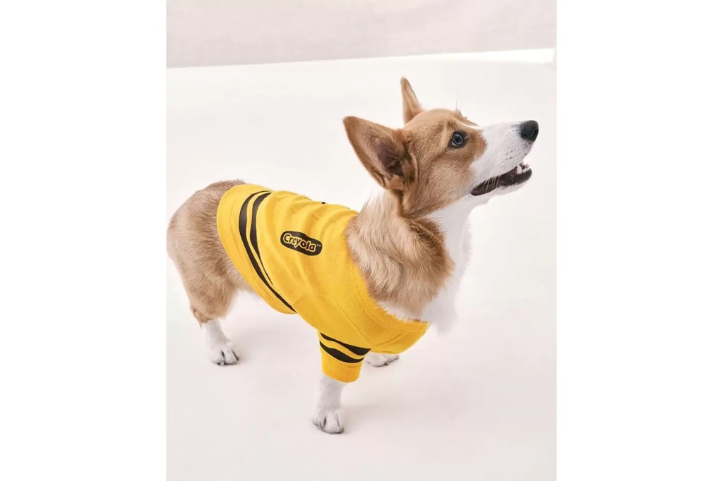 A dog wearing a yellow shirt