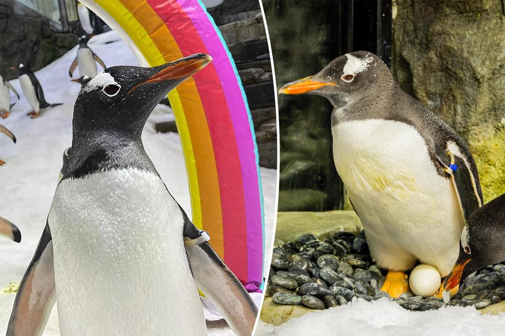 Sphen the gay penguin dies in Australia at age 11