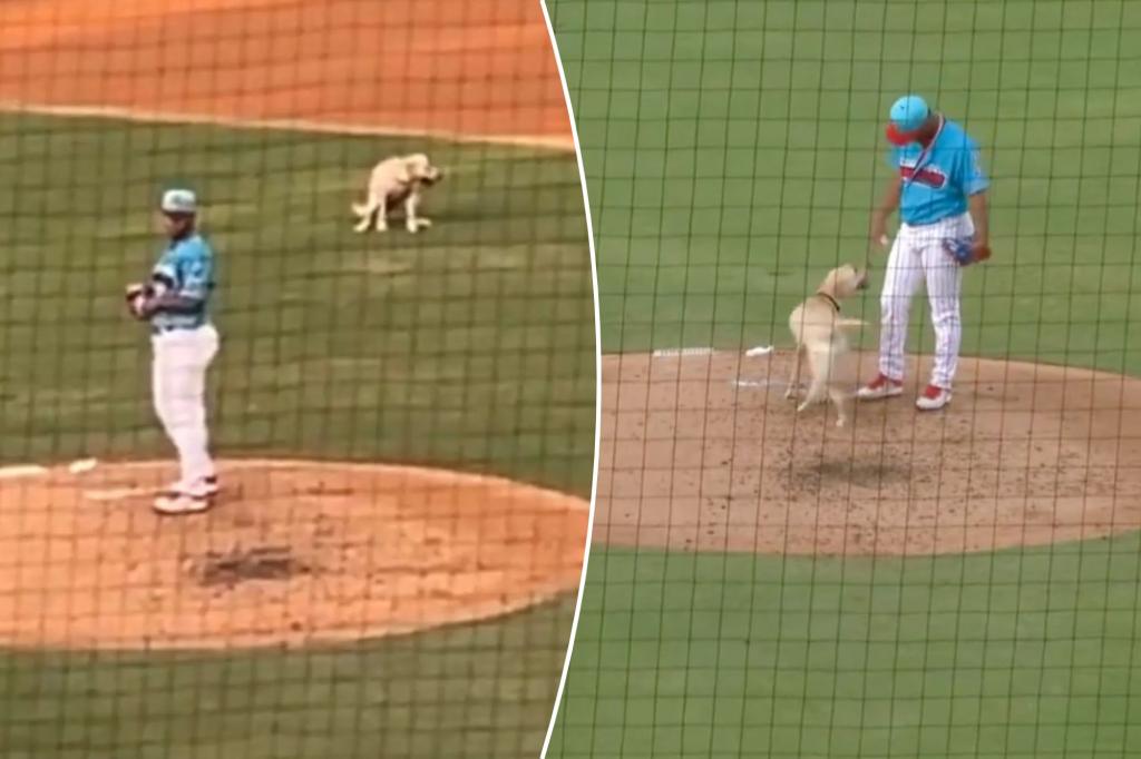 Minor league Threshers' bat dog does wrong duty, poops on field