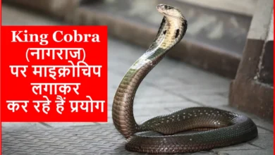 King Cobra