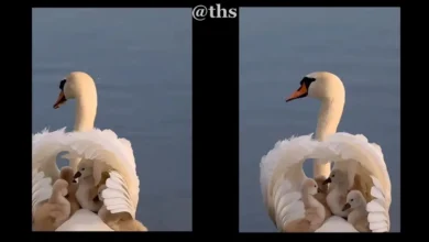 Mother Swan cute video