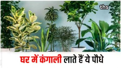 Vastu Tips: ये 5 पेड़ कर सकते हैं आपको बर्बाद, घर में लगाने से पहले सोचें 1