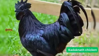 Kadaknath chicken