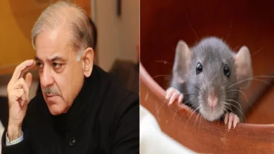 pakistan and rats news