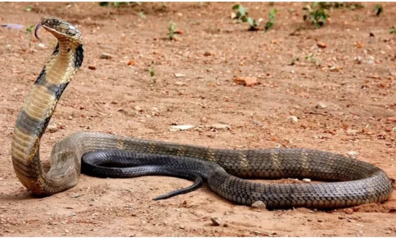 king cobra jpg