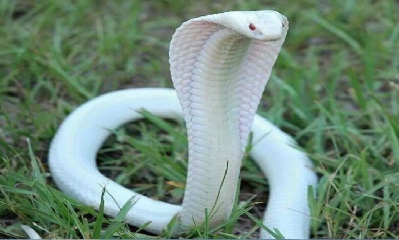 White King Cobra video